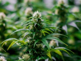 Maturing indoor cannabis plant